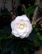 Camellia White Plant