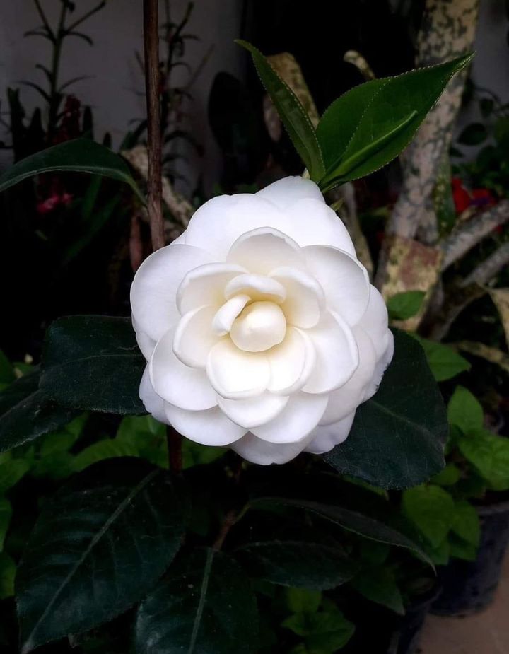 Camellia White Plant