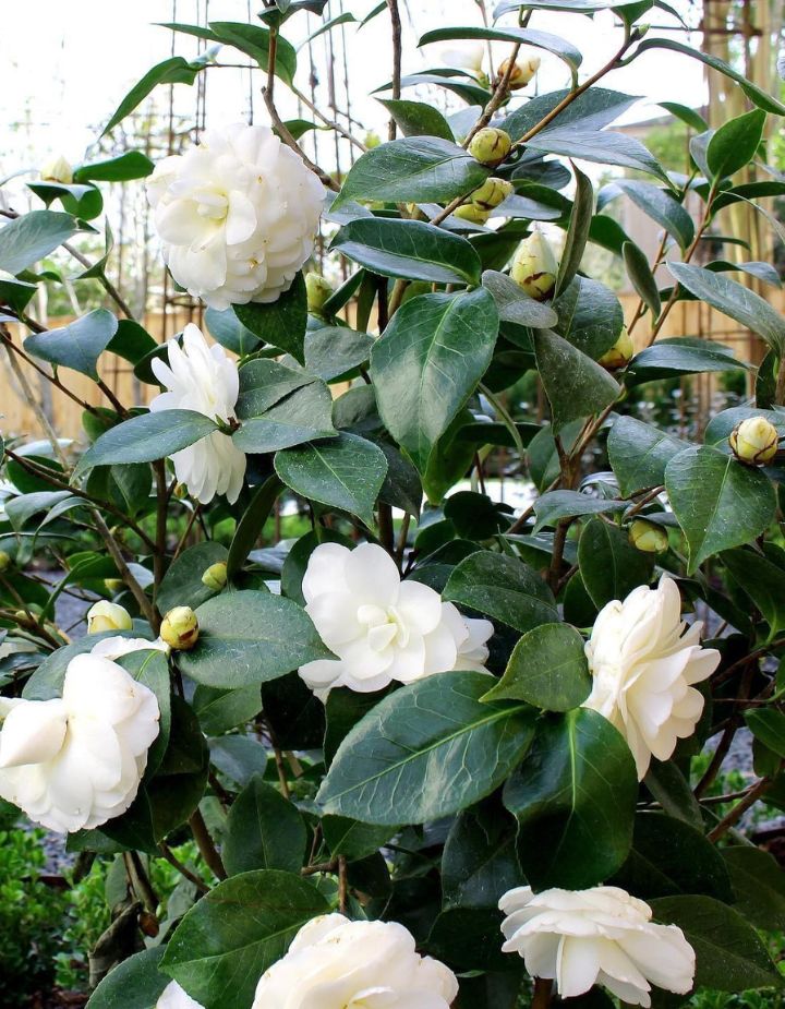 Camellia White Plant