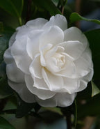 Camellia White Plant