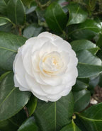 Camellia White Plant