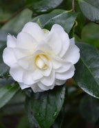 Camellia White Plant