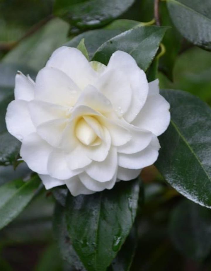 Camellia White Plant