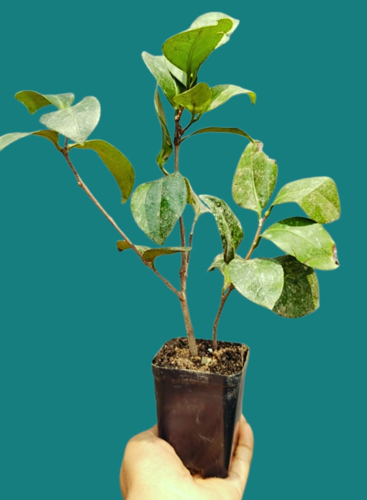 Japanese Camelia Pink Plant