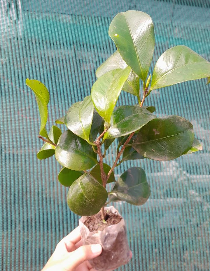 Japanese Camelia Pink Plant