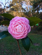 Japanese Camelia Pink Plant