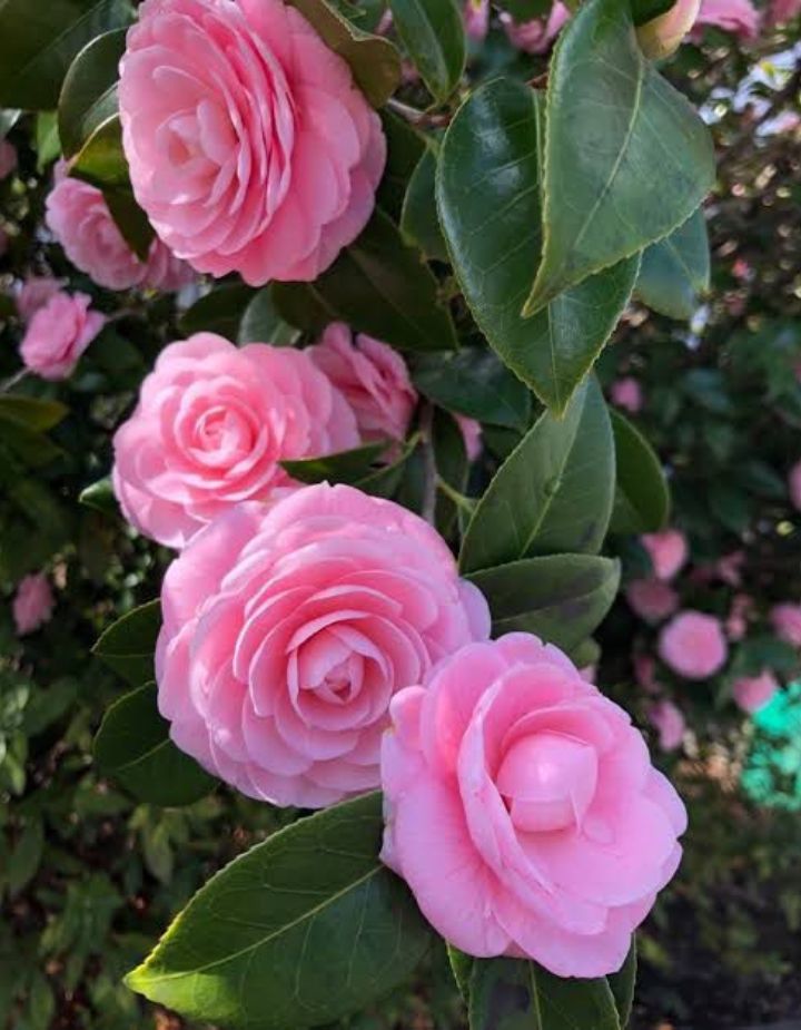 Japanese Camelia Pink Plant