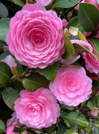 Japanese Camelia Pink Plant