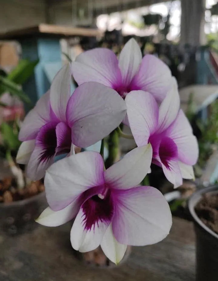 Dendrobiom Apichart Rainbow Hybrid Orchid Plant