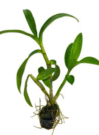 Dendrobium Burana Pink Beauty Hybrid Orchid Plant