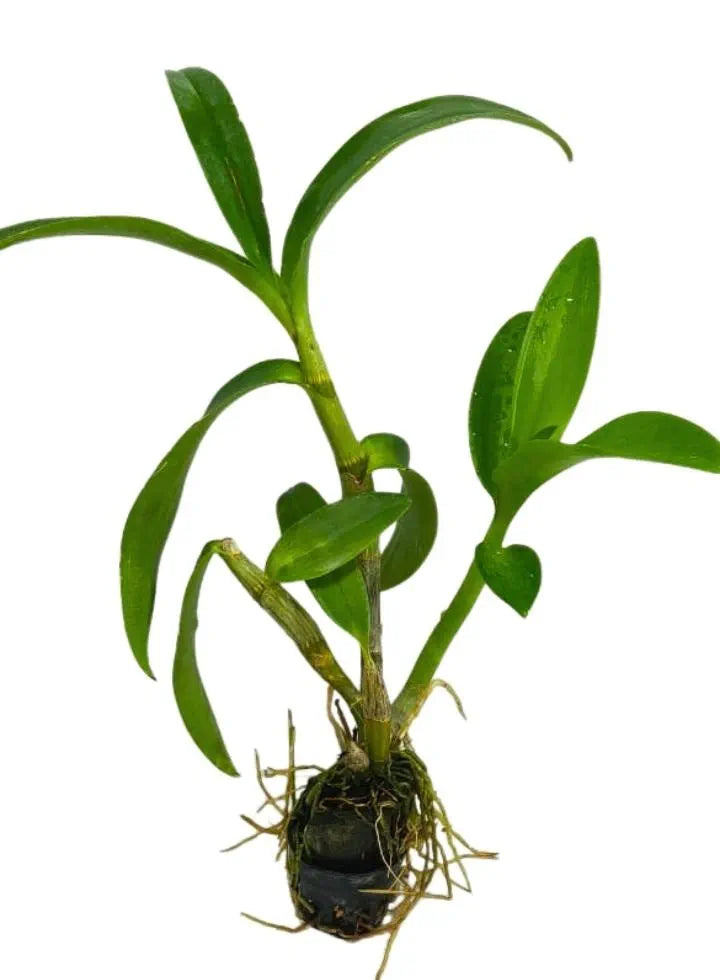 Dendrobium Burana Pink Beauty Hybrid Orchid Plant