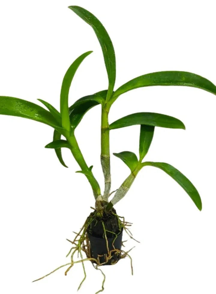 Dendrobiom Classi Gem x Bush Fancy Hybrid Orchid Plant