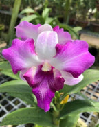 Dendrobiom King Dragon Hybrid Orchid Plant