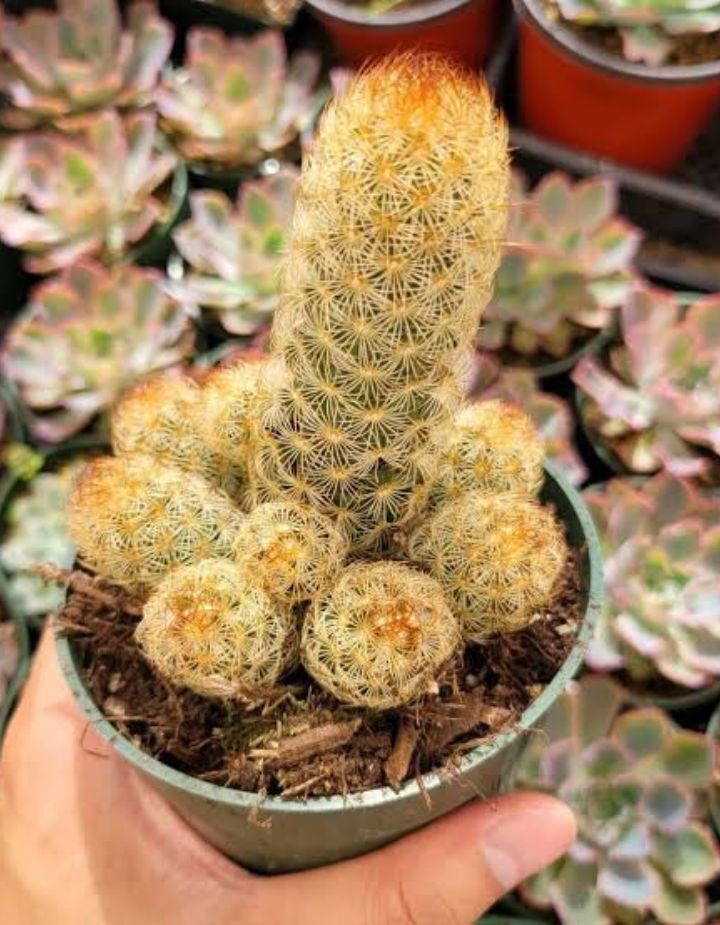 Mammillaria Elongata Gold Lace Cactus Plant