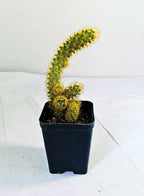 Mammillaria Elongata Gold Lace Cactus Plant
