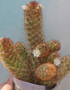 Mammillaria Elongata Gold Lace Cactus Plant