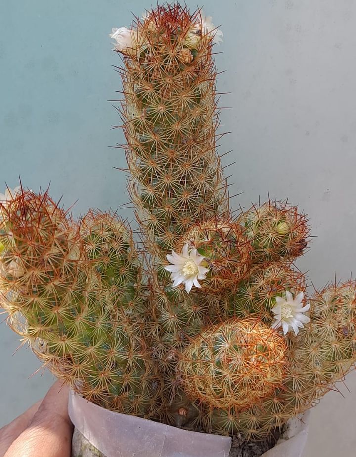 Mammillaria Elongata Gold Lace Cactus Plant