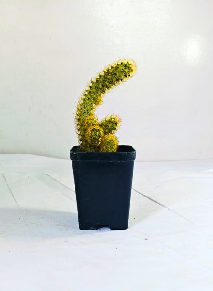 Mammillaria Elongata Gold Lace Cactus Plant
