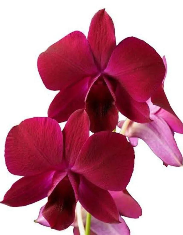 Dendrobiom Juree Red Hybrid Orchid  Plant
