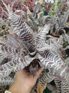 Earth Star Black Indoor Plant,