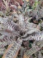 Earth Star Black Indoor Plant,