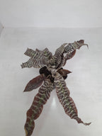 Earth Star Black Indoor Plant,