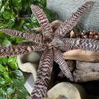 Earth Star Black Indoor Plant,