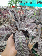 Earth Star Black Indoor Plant,