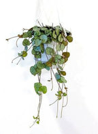 String of Hearts Normal Hanging Plant