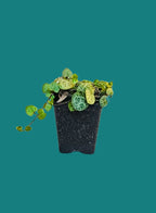 String of Hearts Normal Hanging Plant