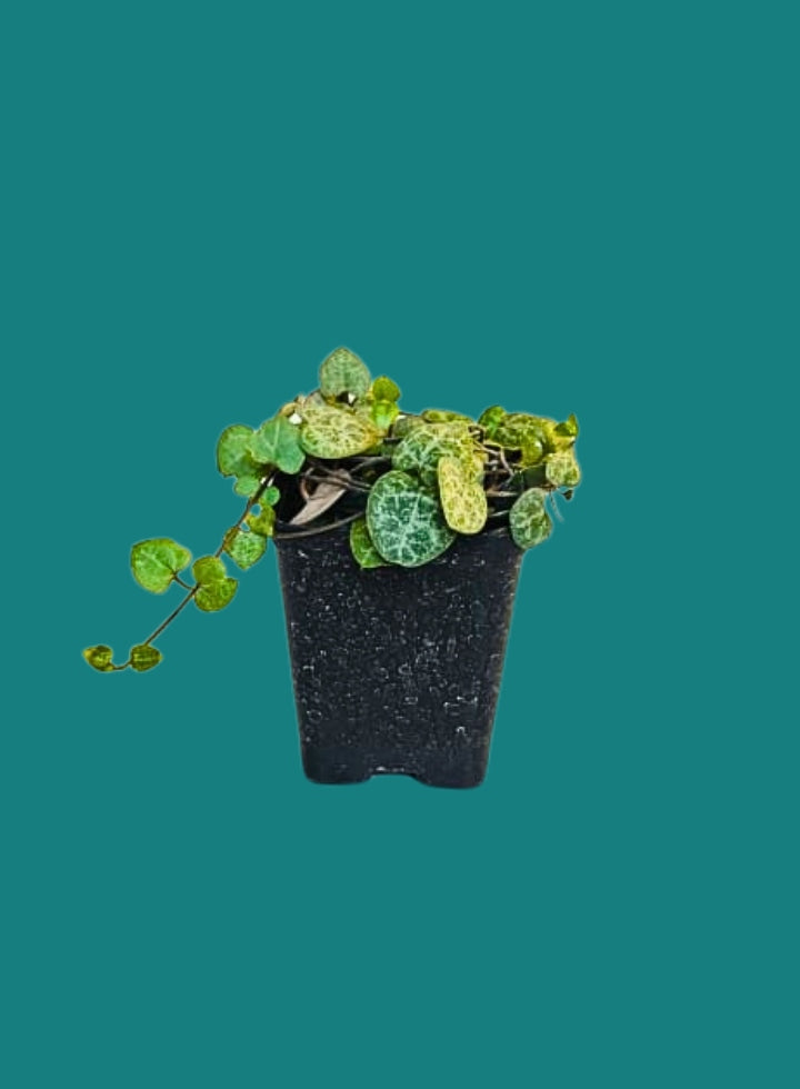 String of Hearts Normal Hanging Plant