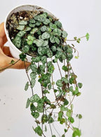 String of Hearts Normal Hanging Plant