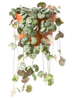 String of Hearts Normal Hanging Plant