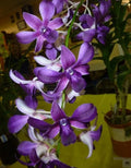 Dendrobiom Airy Blue Hybrid Orchid Plant
