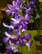 Dendrobiom Airy Blue Hybrid Orchid Plant