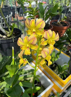 Dendrobiom Nopporn Mutation Hybrid Orchid Plant