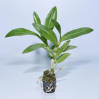 Dendrobiom Lina Pink Stripe Hybrid Orchid Plant