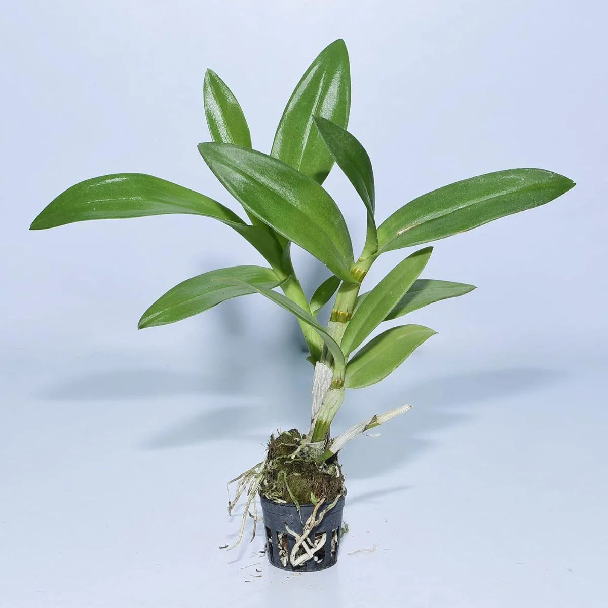 Dendrobiom Pink Beauty Hybrid Orchid Plant