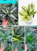 Sansevieria Indoor Plants 5 Varieties Combo