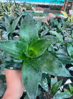 Sansevieria Black Dragon Indoor Plant