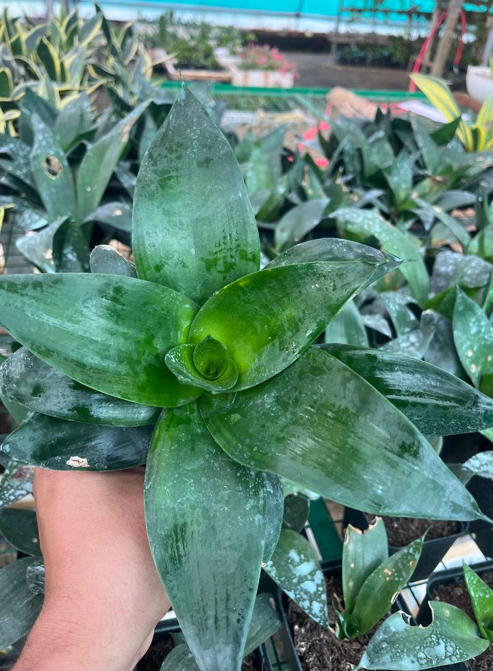 Sansevieria Black Dragon Indoor Plant