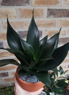 Sansevieria Black Dragon Indoor Plant