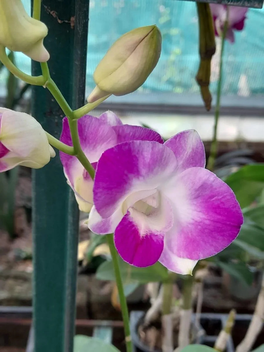 Dendrobiom Airy Diamond Hybrid Orchid Plant
