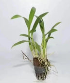Dendrobiom Pink Lady Hybrid Orchid Plant