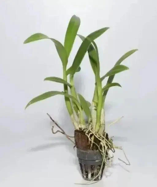 Dendrobiom Pink Lady Hybrid Orchid Plant