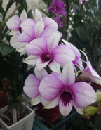 Dendrobiom Apichart Rainbow Hybrid Orchid Plant