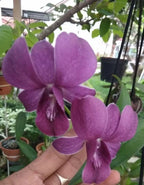 Dendrobiom Airway Blue Hybrid Orchid Plant