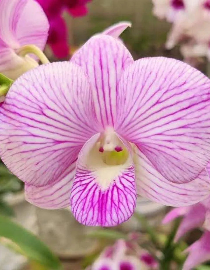 Dendrobiom Lina Pink Stripe Hybrid Orchid Plant