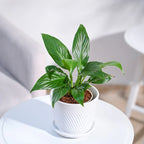 Peace Lily Indoor Plant