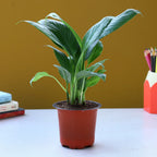 Peace Lily Indoor Plant
